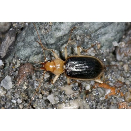 Nebria psammodes