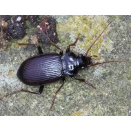 Nebria brevicollis  x2