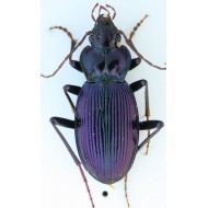 Nebria kratteri