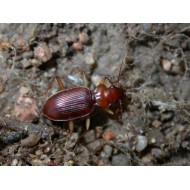 Nebria genei