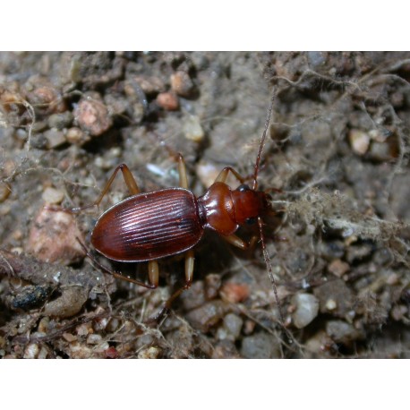 Nebria psammodes