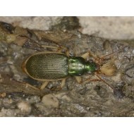 Chlaenius velutinus velutinus