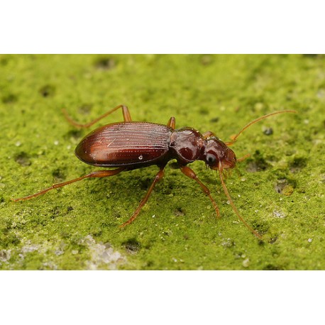 Leistus ferrugineus