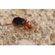 Brachinus sclopeta  x5