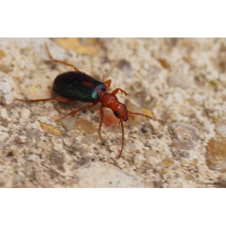 Brachinus sclopeta  x5