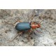 Brachinus crepitans   x5