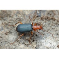 Brachinus crepitans   x5