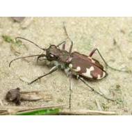 Cicindela hybrida