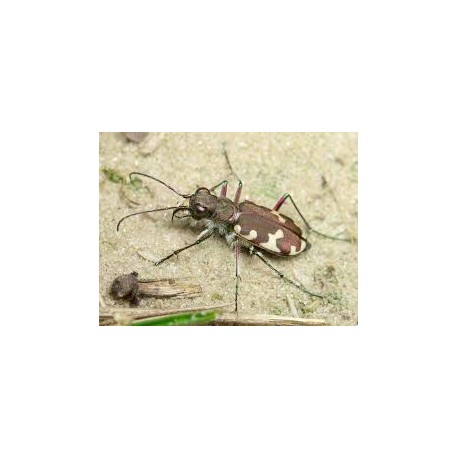 Cicindela hybrida