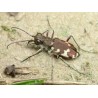 Cicindela hybrida