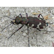 Cicindela hybrida transversalis