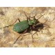 Cicindela hybrida transversalis