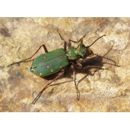 Cicindela campestris campestris