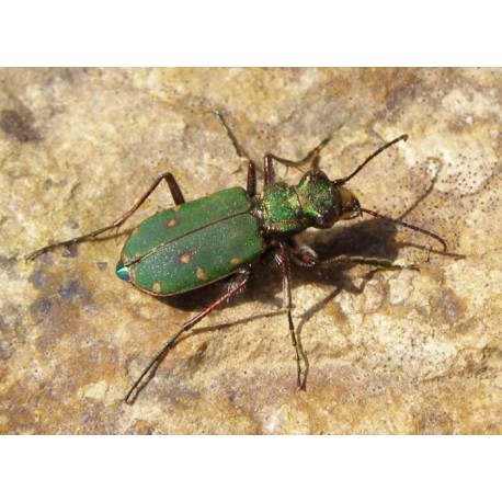 Cicindela hybrida transversalis