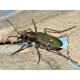 Cicindela campestris olivieria