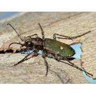 Cicindela hybrida