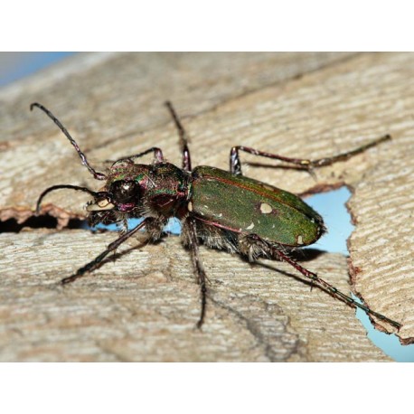 Cicindela hybrida