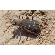 Cicindela hybrida