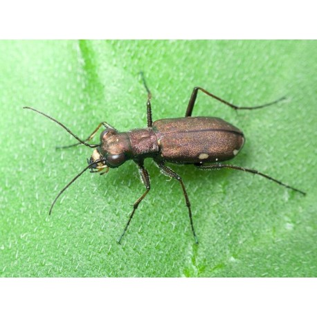 Cylindera germanica