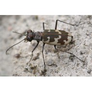 Cicindela hybrida