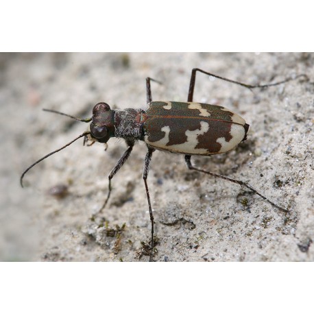 Cicindela hybrida