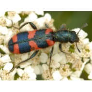 Trichodes favarius