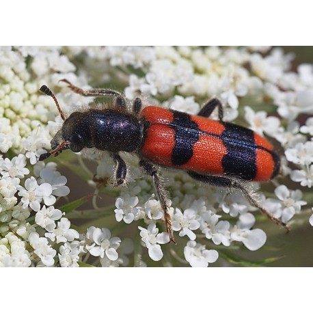 Trichodes crabroniformis