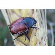 Anisoplia lata lamiensis