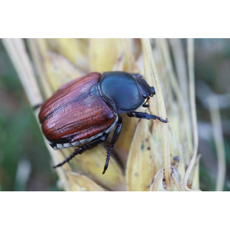 Anisoplia lata lamiensis