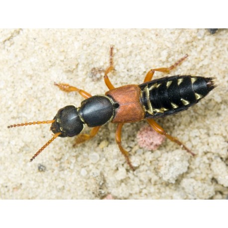 Paederus littoralis   x2