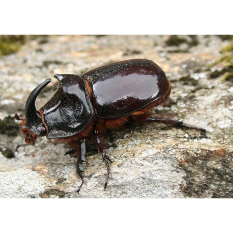 Oryctes nasicornis