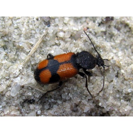 Panagaeus cruxmajor ( Panagaeinae )