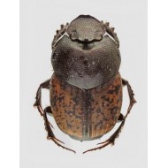 Onthophagus opacicollis