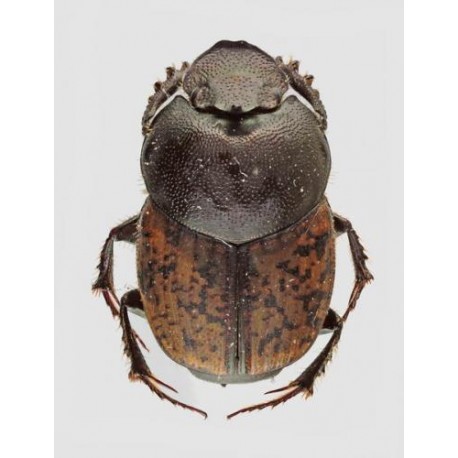 Onthophagus opacicollis
