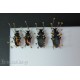 insect pinning mounting board ( x preparation of beetles )