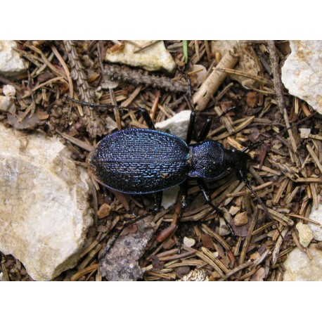 Carabus ( Megodontus) caelatus schreiberi