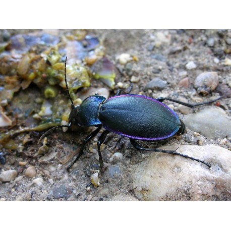 Carabus ( Megodontus) germari fiorii