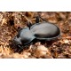 Carabus ( Megodontus) germari germari