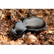 Carabus ( Megodontus) germari germari