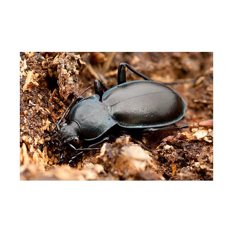 Carabus ( Megodontus) germari germari