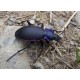 Carabus ( Megodontus) violaceus violaceus