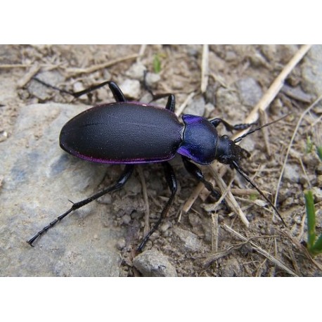 Carabus ( Megodontus) violaceus violaceus