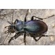 Carabus ( Megodontus) violaceus picenus