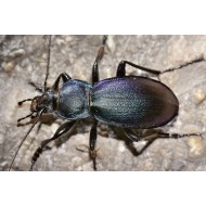 Carabus ( Megodontus) violaceus picenus