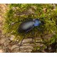 Carabus ( Megodontus) violaceus azurescens