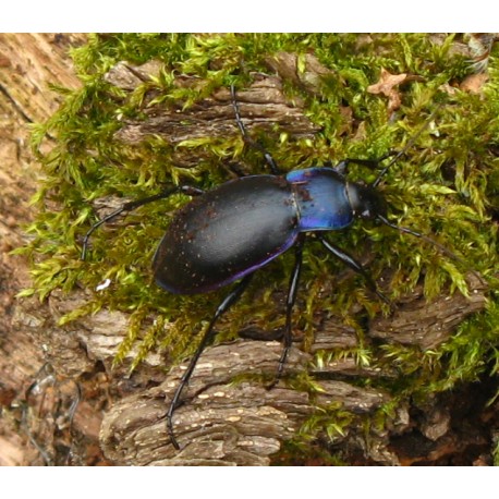 Carabus ( Megodontus) violaceus azurescens