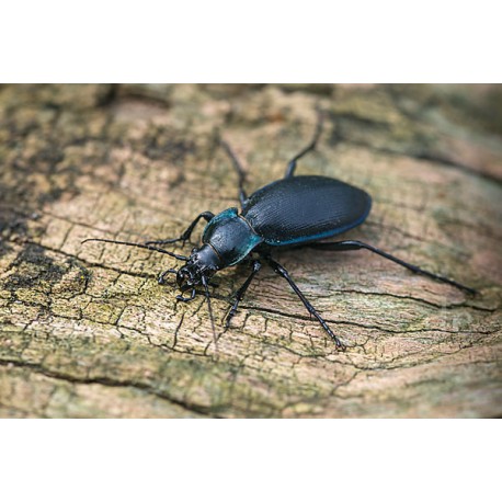 Carabus ( Megodontus) purpurascens crenata