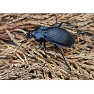 Carabus ( Megodontus) purpurascens crenata