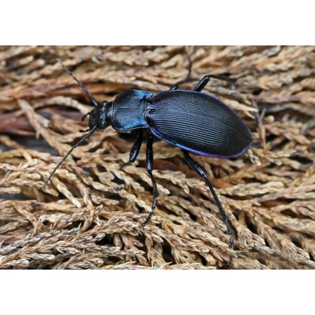 Carabus ( Megodontus) purpurascens trans ad. violaceus