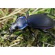 Carabus ( Megodontus) purpurascens trans ad. violaceus